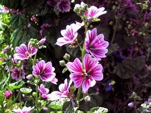 �����Ō�������