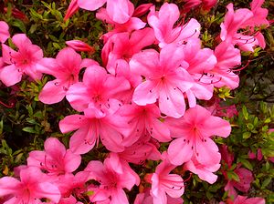 ��N���Ȃ����x���J�Ԃ̃T�c�L