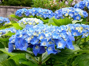 ��̂��������̉�