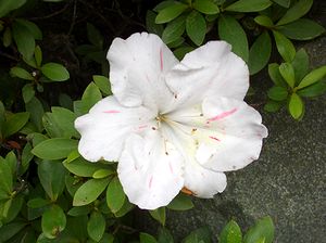 �܂��Ō�������