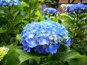 �����̂悤�ȉJ�~��ɂ悭���������������̉�