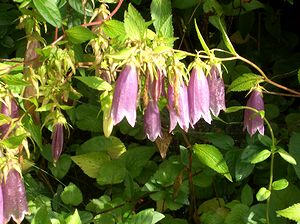 �܂��Ō�������