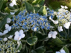 ��ɍ炭�K�N�A�W�T�C