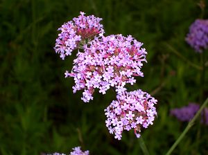 �܂��Ō�������