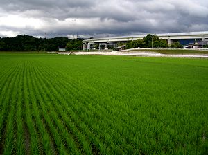 �Έ�F�̓c��ځi�R�����Łj