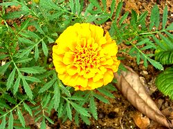 �܂��Ō�������