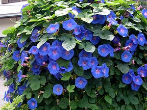 �A�T�K�I�̉ԁi�Îs�Łj