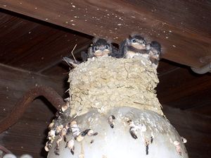 ���������o���c�o���̎q