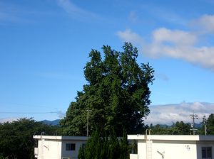 �䕗��߂̐�