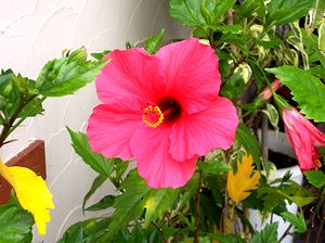 �܂��Ō�������