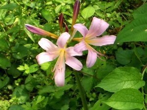 �܂��Ō�������