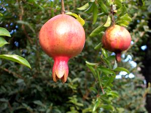 ������̎�