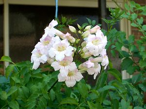 �܂��Ō�������