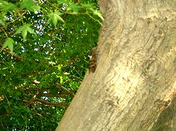 ���Ԃ為�݁i�@�p���Łj