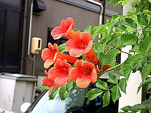 �܂��Ō�������