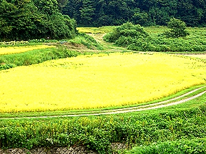 ���F���Ȃ����c��ځi�H�ᒬ�j