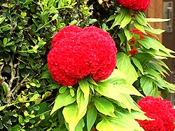 �܂��Ō������� 