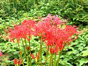 �ފ݂ɂ͕K���炭�ފ݉ԁi�q�ǂ��̍��́u��܂���v�ƌĂ񂾉ԁj