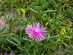 �܂��Ō������ԁi�}�c�o�M�N�j