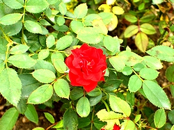 �܂��Ō�������