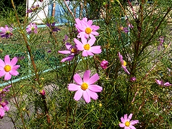 �R�X���X�̉�