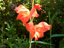 �܂��Ō�������