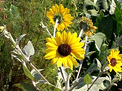 �܂��Ō�������