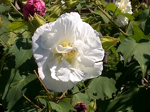 �܂��Ō�������