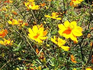 �܂��Ō�������