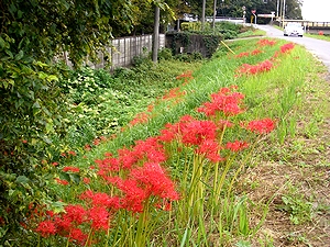 �鎭���h�����̔ފ݉ԁi�֎썹�؁j