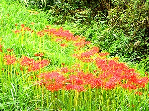 �鎭���h�����̔ފ݉ԁi�֎썹�؁j