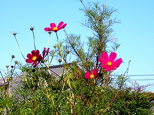 �R�X���X�̉�