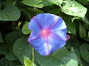 �܂��Ō�������