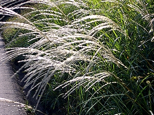 �H�������܂�