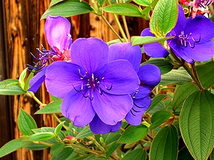 �܂��Ō�������