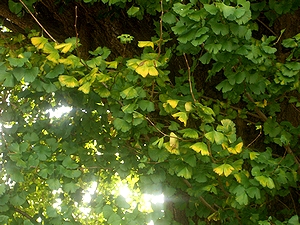 �g�t���n�܂����C�`���E�̖؁i�@�p���j