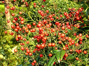 �i���e��