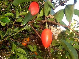 �c��񍐔z�z���Ɍ������J���X�E���i�쑺�Łj