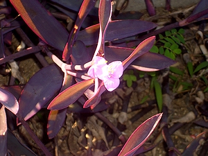 �܂��Ō�������