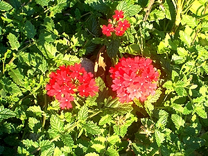 �܂��Ō�������