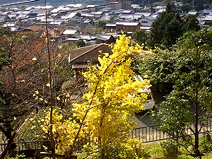 �H�̐[�܂�͍��A��i�ւ̊ω��R�Łj