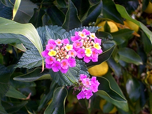 �܂��Ō������ԁi���O�͒m��Ȃ����������j