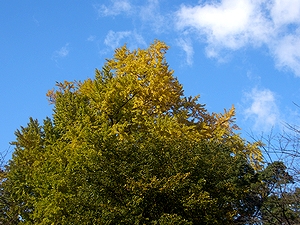 �@�p���̃C�`���E�̖�