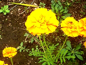 �܂��Ō�������