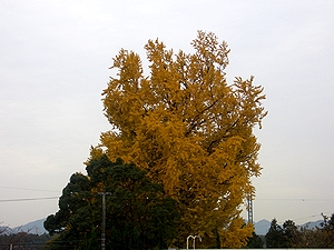 �v���Ԃ�Ɏ���Q�K���猩���C�`���E�̖�