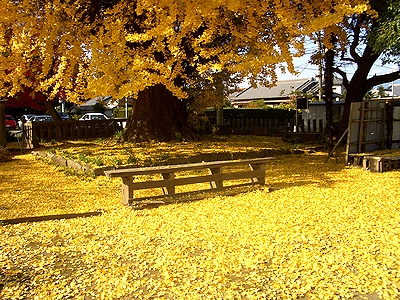 �@�p���̃C�`���E�̖؂̉��i�����t�����イ����̂悤���j