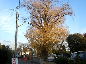 ���蒆�̃C�`���E�̖�