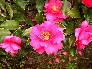 �T�U���J�̉�