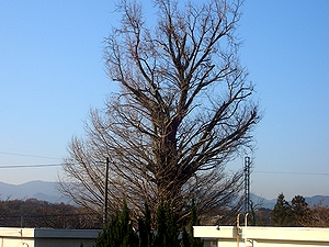 �Ƃ̂Q�K���猩���@�p���̃C�`���E�̖�