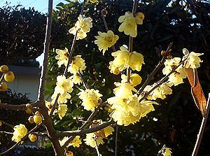 �܂��Ō������ԁi���E�o�C�j